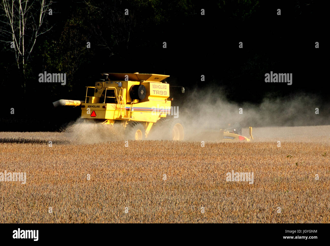 Agricoltore combina i fagioli di soia sul nord, Indiana farm. Foto Stock