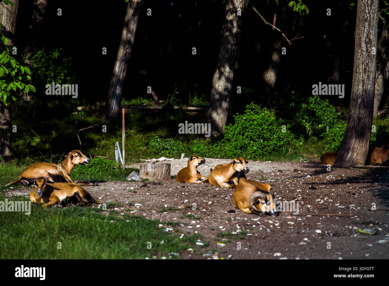 Giacente brown Camerun pecore (Ovis aries) in un gruppo all'ingresso del bosco. Foto Stock