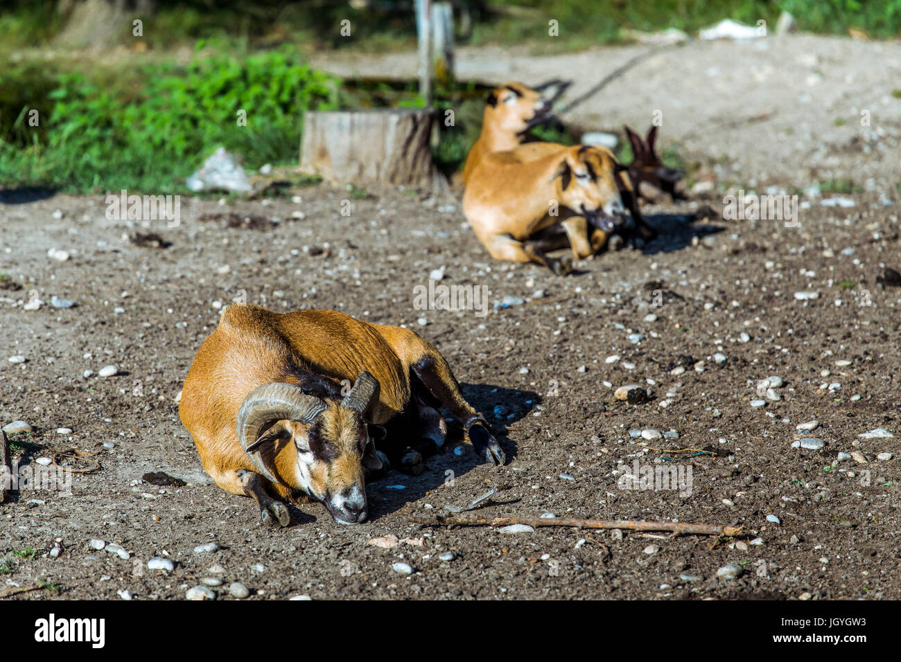 Il Camerun maschi ovini (Ovis aries) giacente a terra con il Camerun femmina Pecore in background. Foto Stock