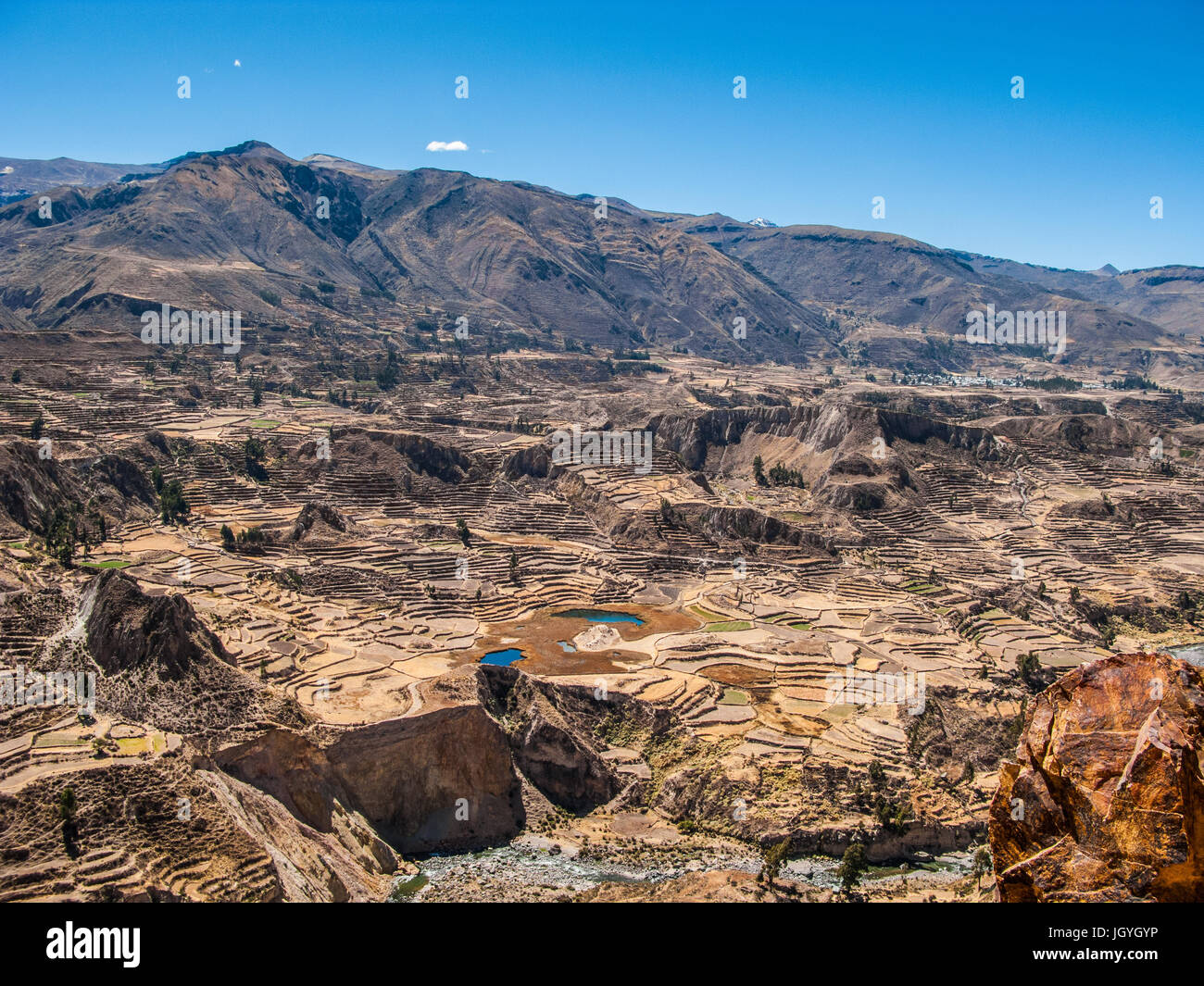 Inca campi terrazzati a Colca Valley, Perù Foto Stock