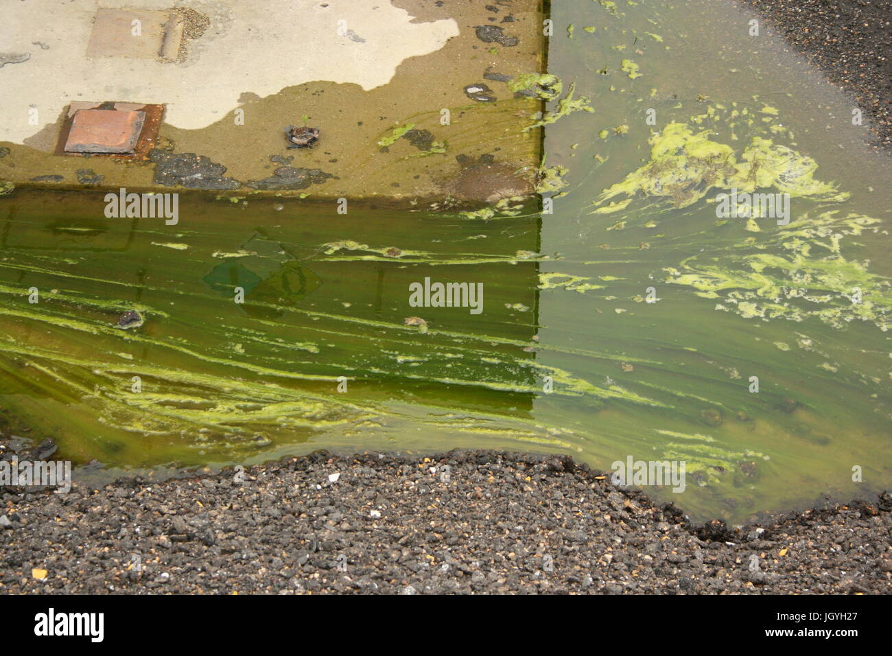 Fioritura fungina Foto Stock