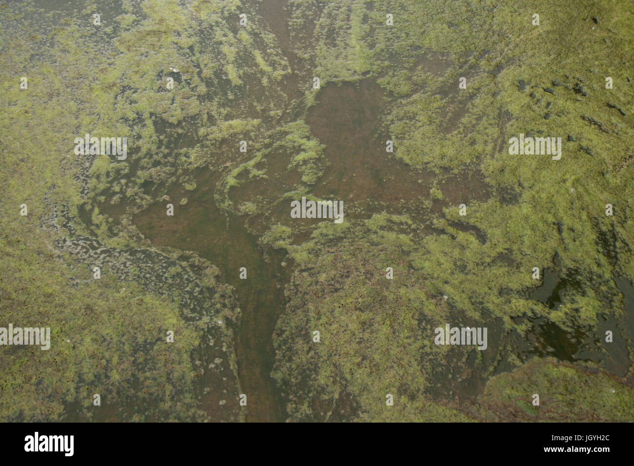 Fioritura fungina Foto Stock