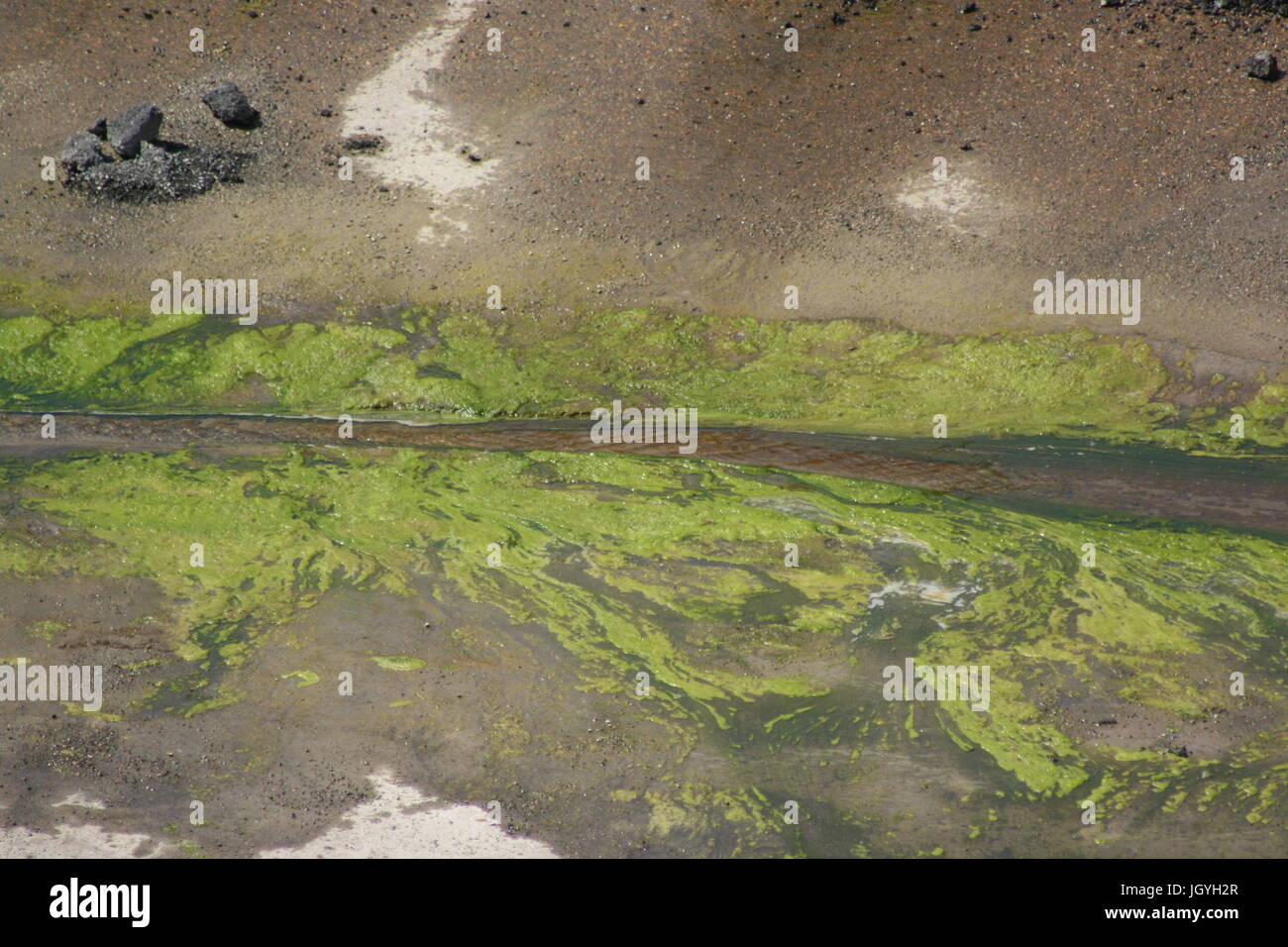 Fioritura fungina Foto Stock