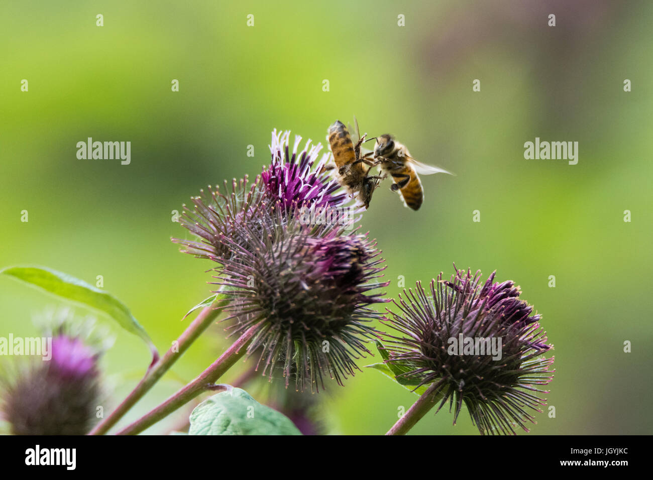 Il miele api (Apis mellifera) lotta in fiore. Insetti lottano in volo quando un concorrente atterra su un fiore con un'ape già su di esso Foto Stock