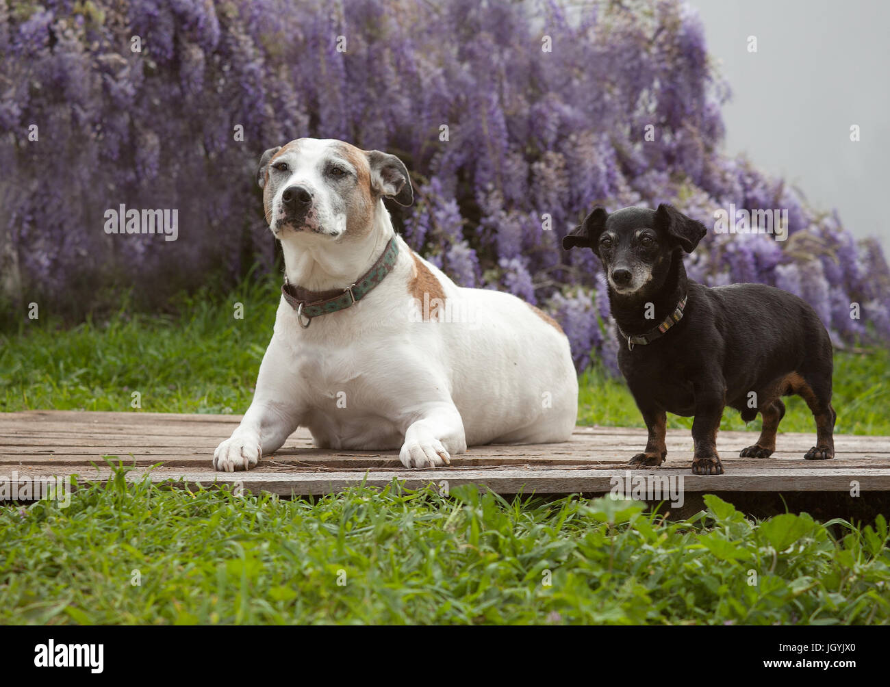 Un minuscolo mini nero cane bassotto sorge su una tavola di legno con il suo migliore amico un bianco american staffordshire terrier, noto anche come un pit bull. Vi Foto Stock