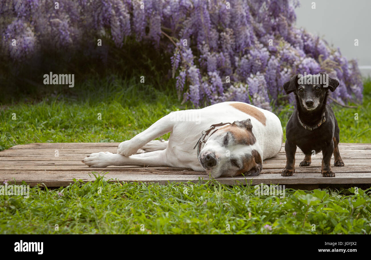 Un minuscolo mini nero cane bassotto sorge su una tavola di legno con il suo migliore amico un bianco american staffordshire terrier, noto anche come un pit bull. Foto Stock