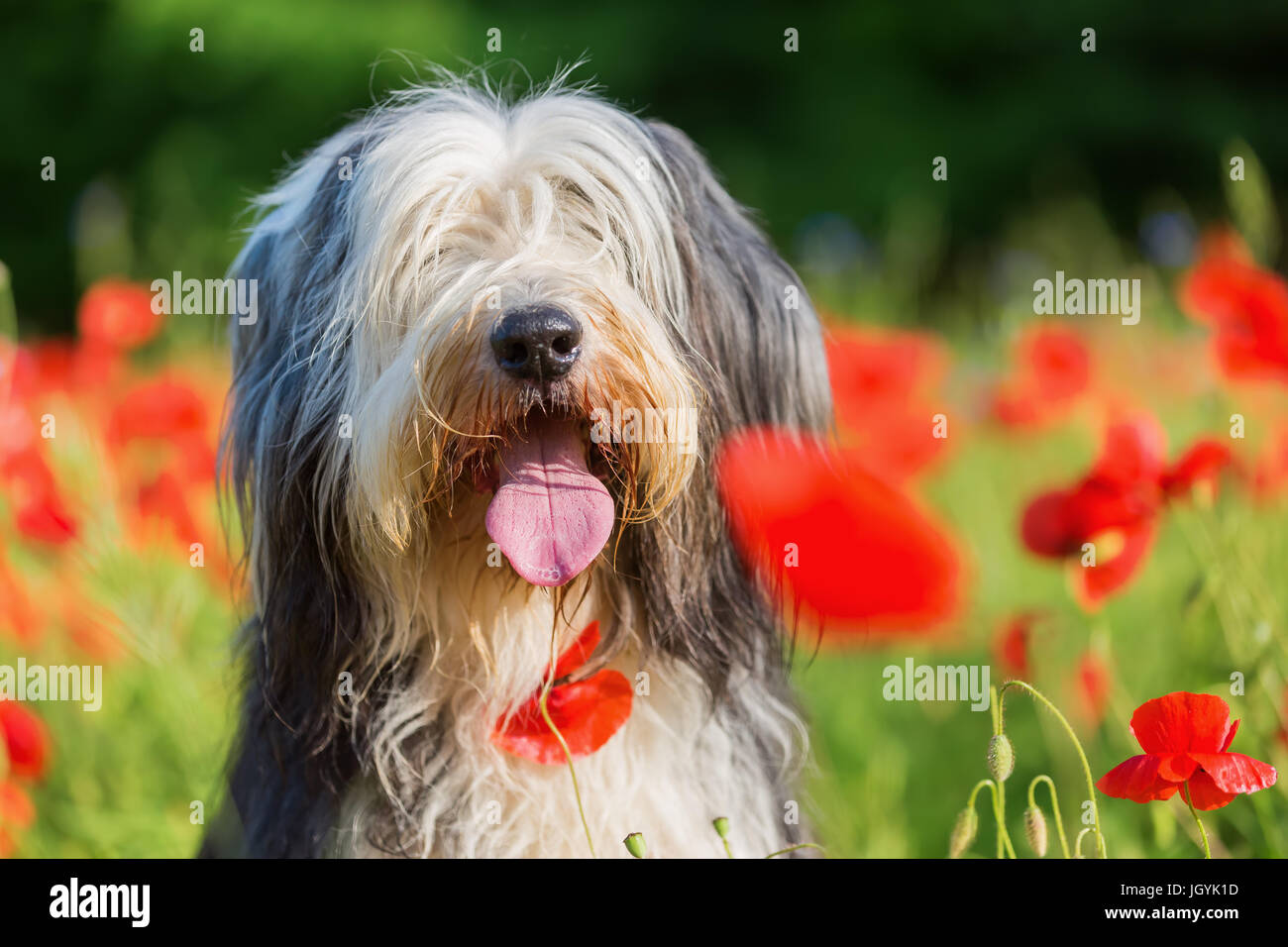 Foto ritratto di un barbuto collie in un campo di semi di papavero Foto Stock