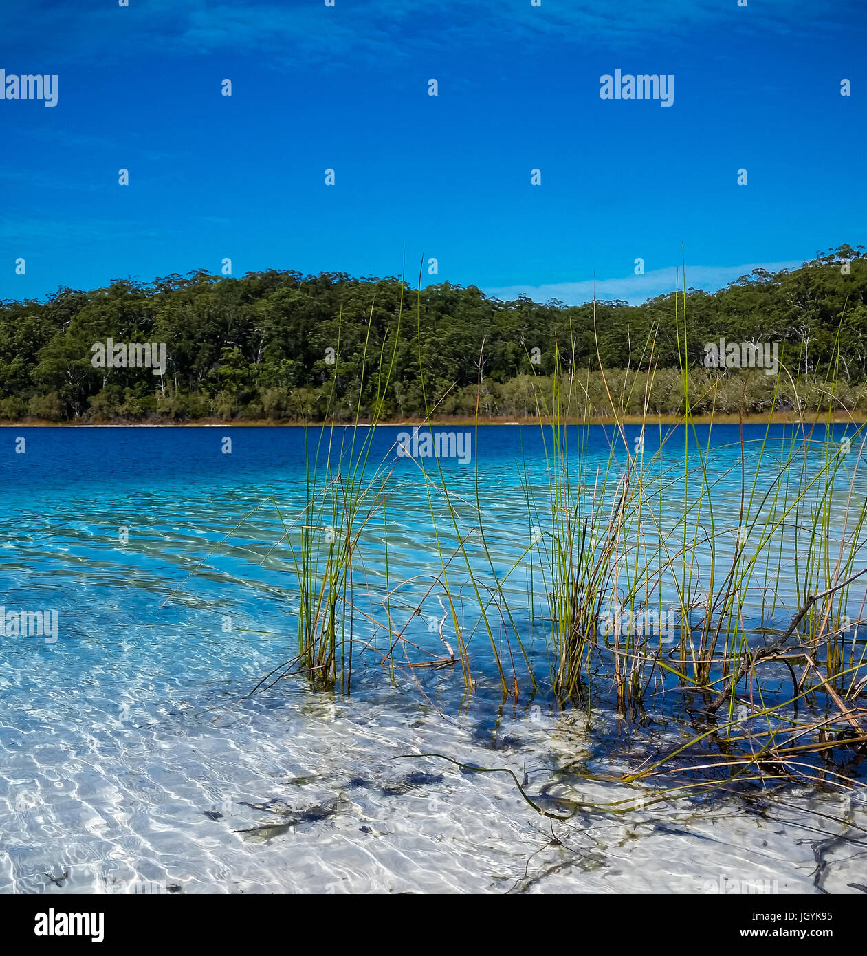 Erba Reed nelle acque cristalline di Crater Lake , Lago Mckenzie su Fraser Isalnd, Queensland, Australia. Acqua blu cielo blu. Foto Stock
