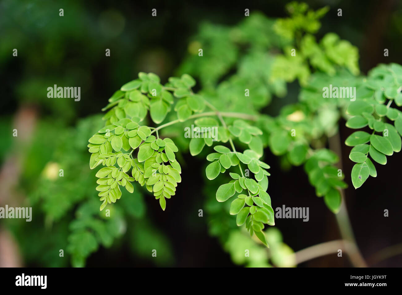 Malunggay o Moringa herb foglie in natura Foto Stock