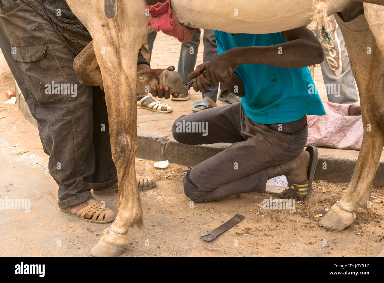 La ferratura di un cavallo. Il Senegal. Foto Stock