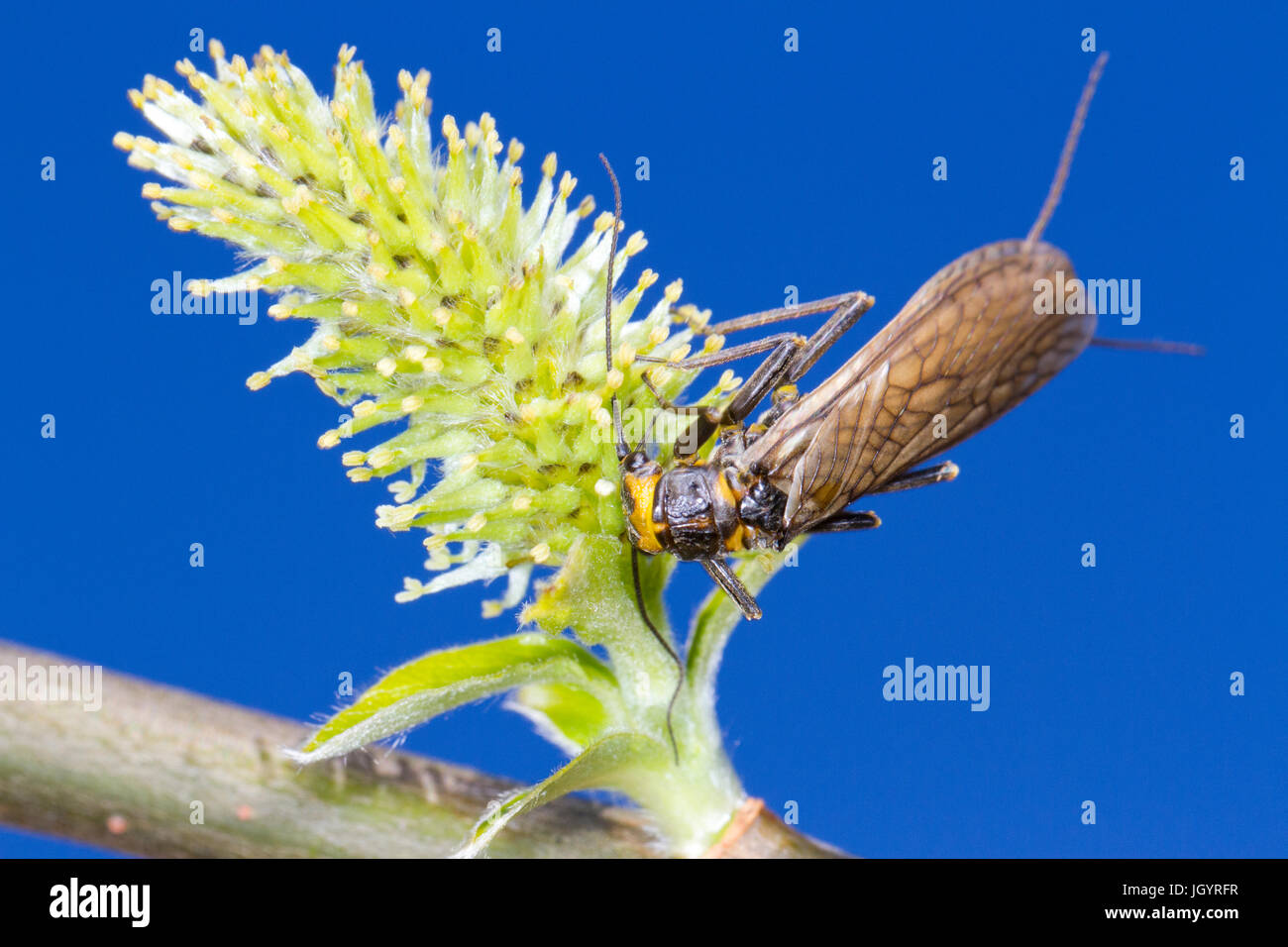 Grandi Pale Stonefly (Perla bipunctata) adulto alimentazione su Sallow fiori. Powys, Galles. Aprile. Foto Stock