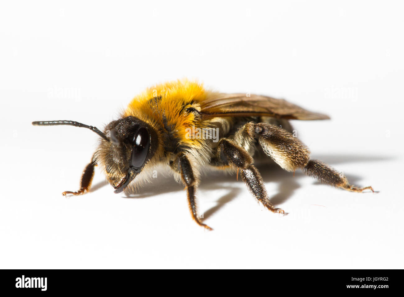 Grigio-patchato Mining bee (Andrena nitida) femmina adulta. Powys, Galles. Aprile. Foto Stock