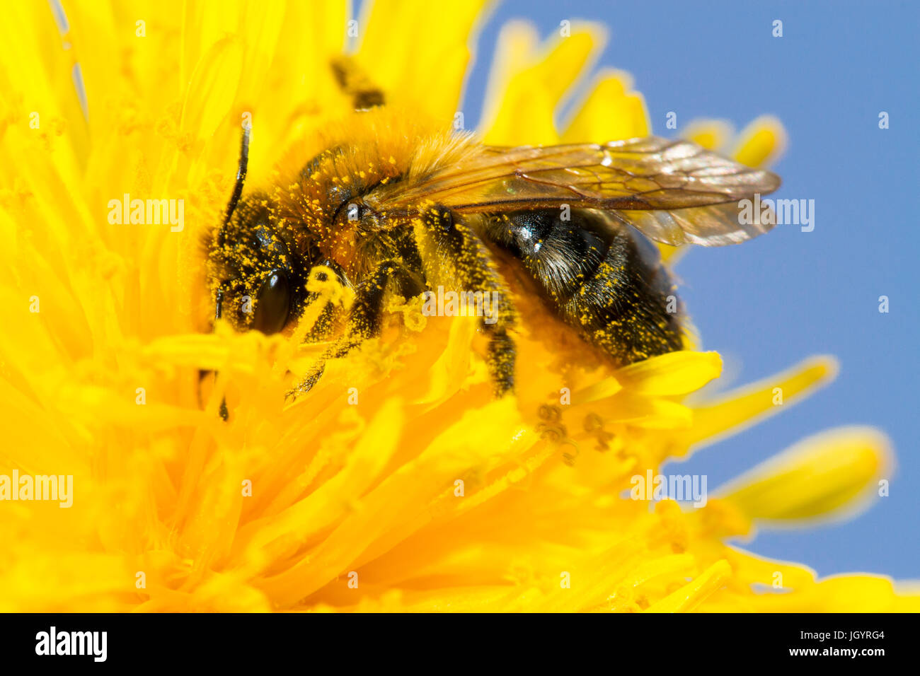 Grigio-patchato Mining bee (Andrena nitida) femmina adulta alimentazione su un fiore di tarassaco. Powys, Galles. Aprile. Foto Stock