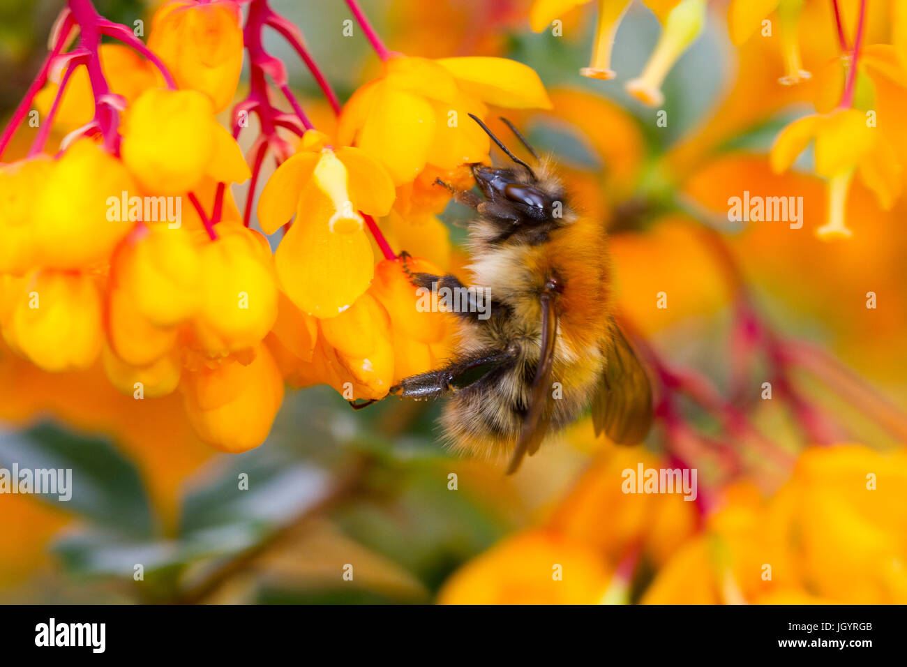 Carda comune bumblebee (Bombus pascuorum) regina adulta su alimentazione Berberis darwinii fiori in un giardino. Powys, Galles. Aprile. Foto Stock