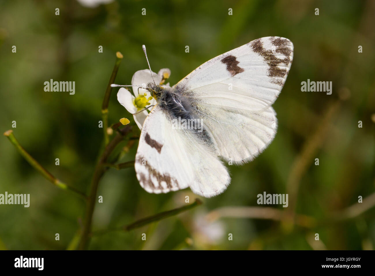 Vasca da bagno bianco (Pontia daplidice) adulto butterfly. Premio Chaîne des Alpilles, Bouches-du-Rhône, Francia. Aprile. Foto Stock