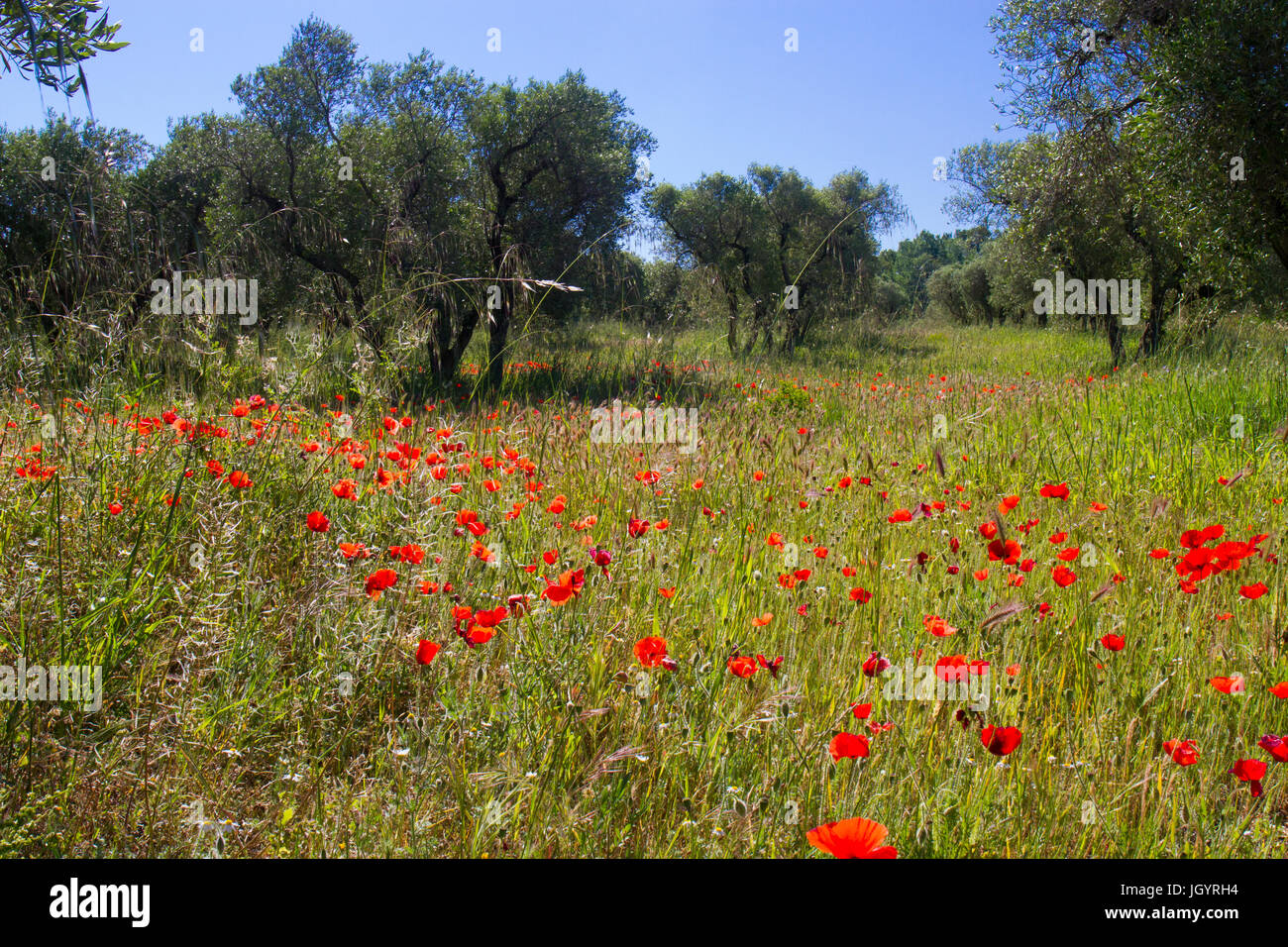 Il mais di papavero (Papaver rhoeas) fioritura in un frutteto di oliva. Vicino a Mouries, Bouches-du-Rhône, Francia. Aprile. Foto Stock