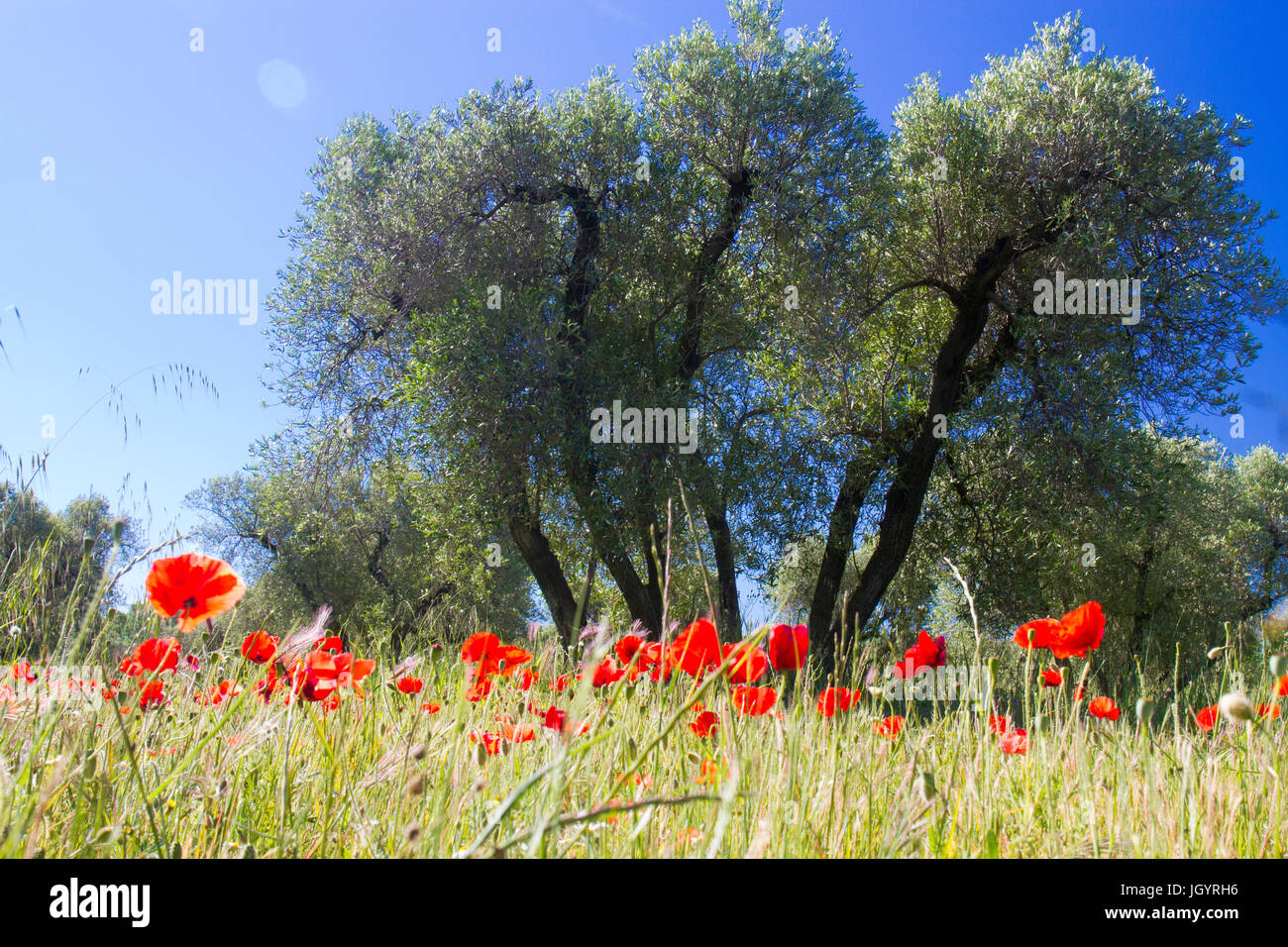 Il mais di papavero (Papaver rhoeas) fioritura in un frutteto di oliva. Vicino a Mouries, Bouches-du-Rhône, Francia. Aprile. Foto Stock