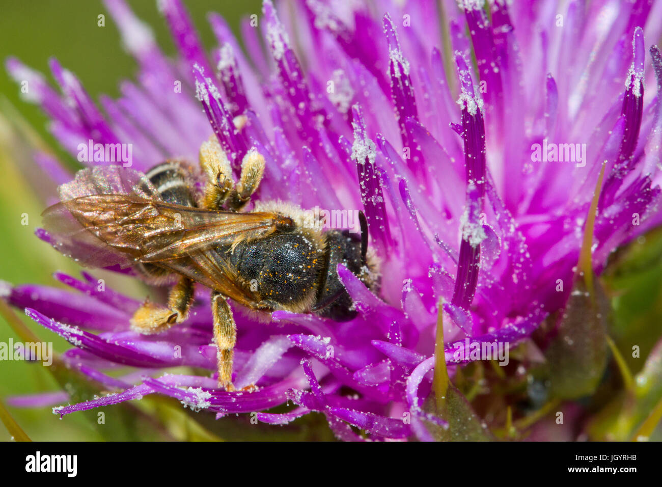 Bee , Halictus specie, femmina adulta alimentazione su un cardo (Silybum marianum ) fiore. Premio Chaîne des Alpilles, Bouches-du-Rhône, Francia. Aprile. Foto Stock