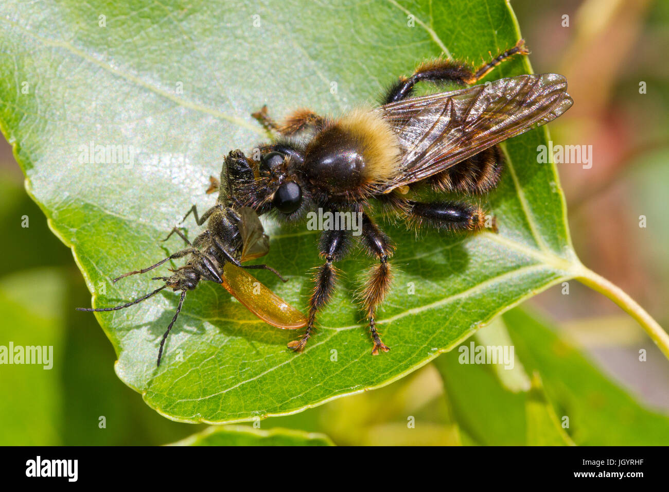 Bee-come Robberfly (Laphria sp.) adulto alimentazione su un maggiolino. Premio Chaîne des Alpilles, Bouches-du-Rhône, Francia. Aprile. Foto Stock