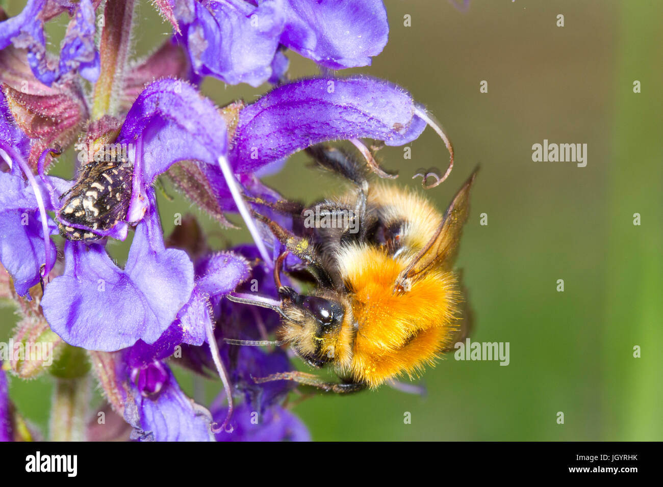 Moss Carber Bumblebee (Bombus muscorum) femmina adulta avanzamento sul prato Clary (Salvia pratensis) fiori. Premio Chaîne des Alpilles, Bouches-du-Rhône, Francia Foto Stock