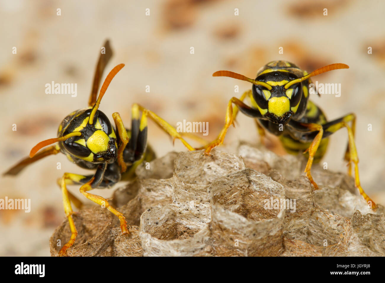Carta vespe (Polistes sp.) le femmine adulte su un nido. Premio Chaîne des Alpilles, Bouches-du-Rhône, Francia. Maggio. Foto Stock