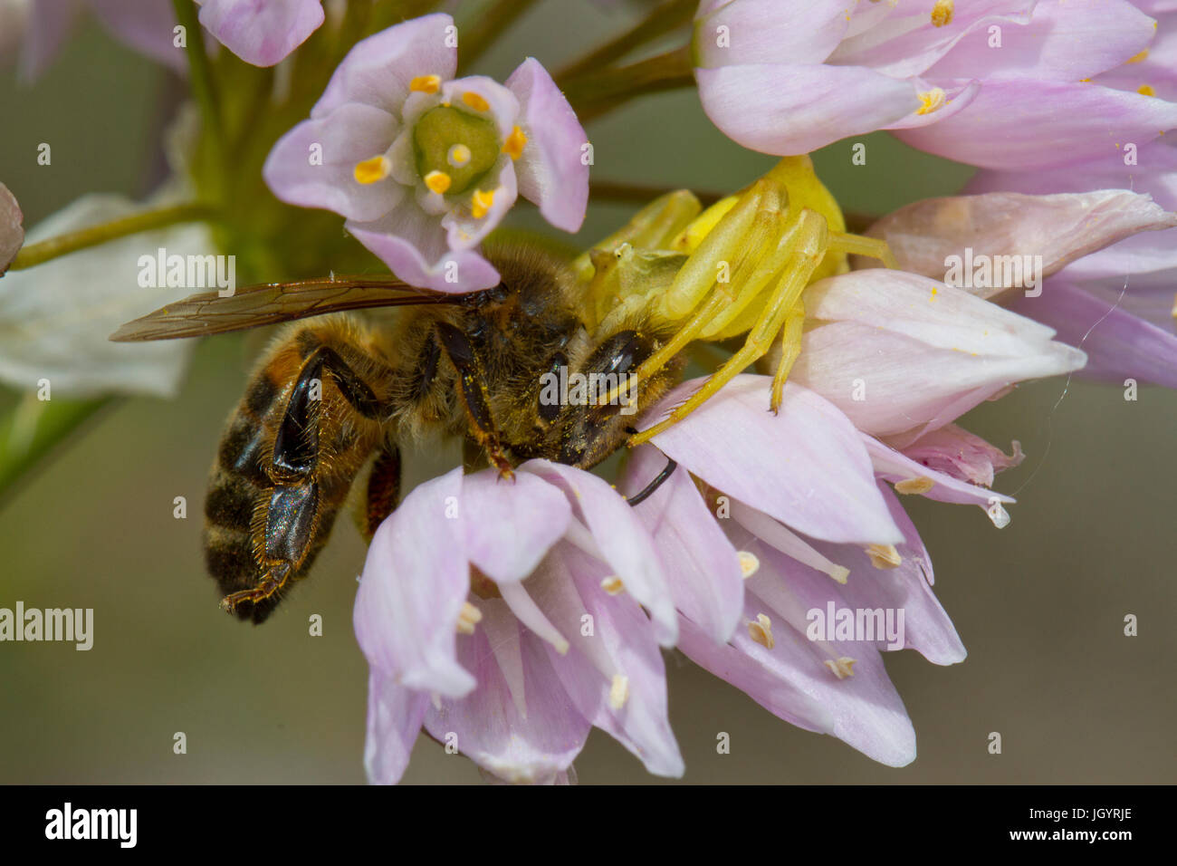 Il ragno granchio di alimentazione su un miele delle api (Apis mellifera) tra Rosy l'aglio (allium roseum) fiori. Premio Chaîne des Alpilles, Bouches-du-Rhône, Francia. Maggio. Foto Stock