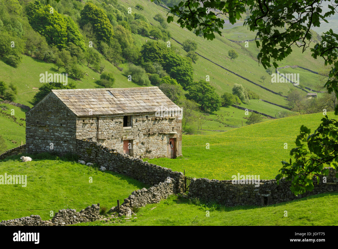 Dales fienili e muri in pietra a secco in Swaledale superiore le valli dello Yorkshire Regno Unito Foto Stock