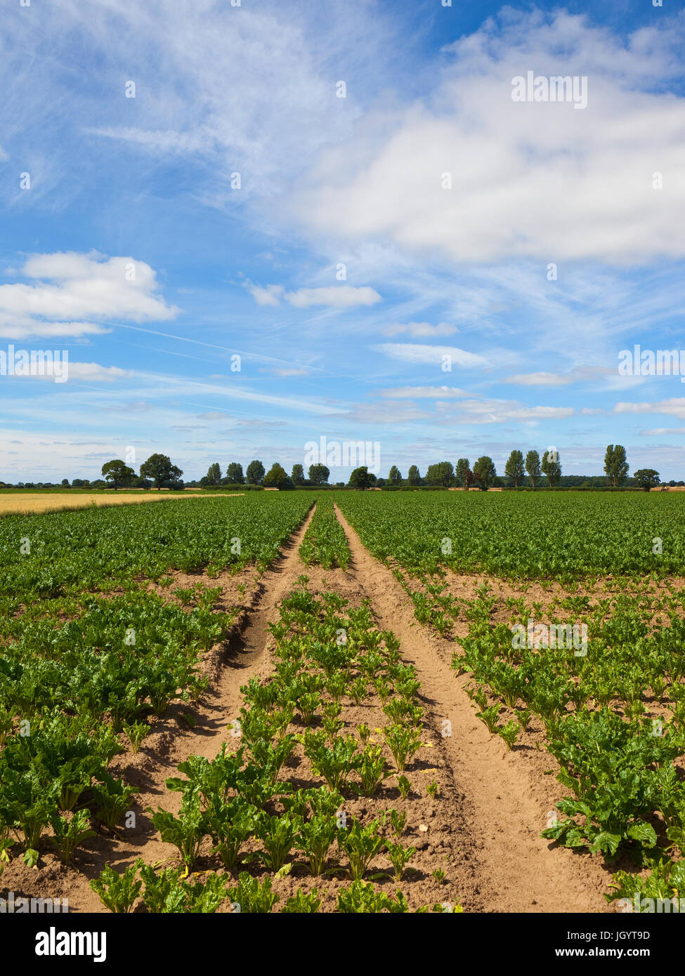 A barbabietola da zucchero campo con tracce di pneumatici su suolo asciutto con alberi e siepi sotto un cielo di estate blu nello Yorkshire Foto Stock