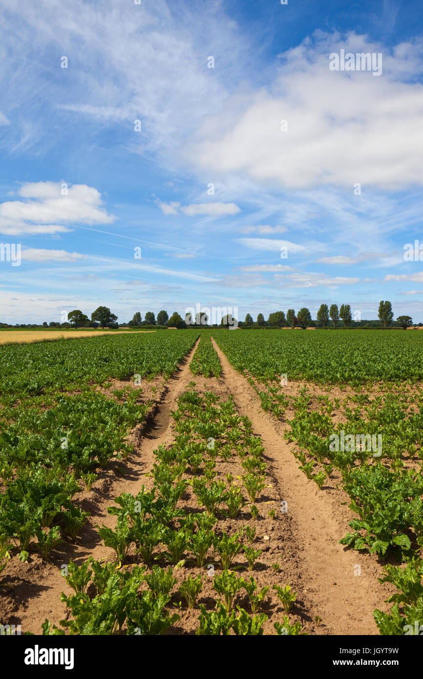 Tracce di pneumatici in una barbabietola da zucchero campo con alberi di pioppo all'orizzonte sotto un cielo blu con wispy nuvola bianca in estate nello Yorkshire Foto Stock