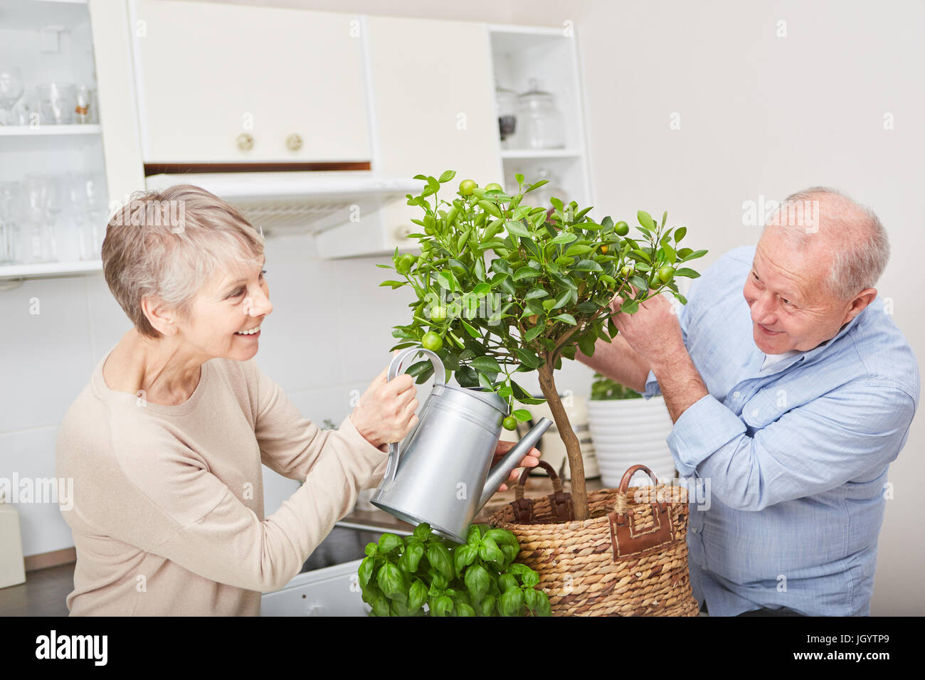 Felice coppia senior giardinaggio alberi da frutto nella loro cucina come hobby Foto Stock
