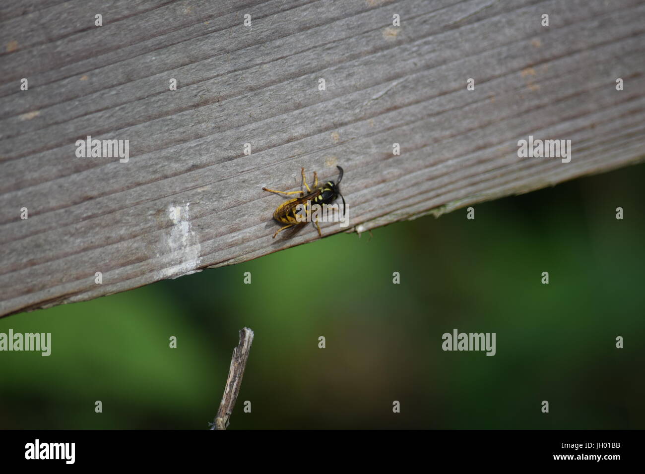 Hoverfly o syrphid fly Foto Stock