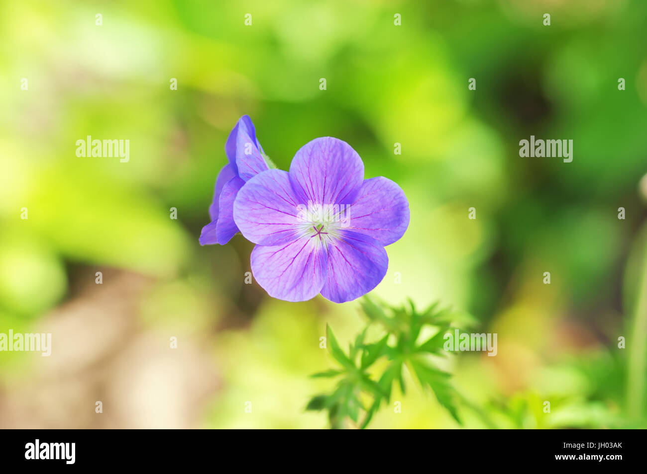 Blu fiore di geranio close-up Foto Stock