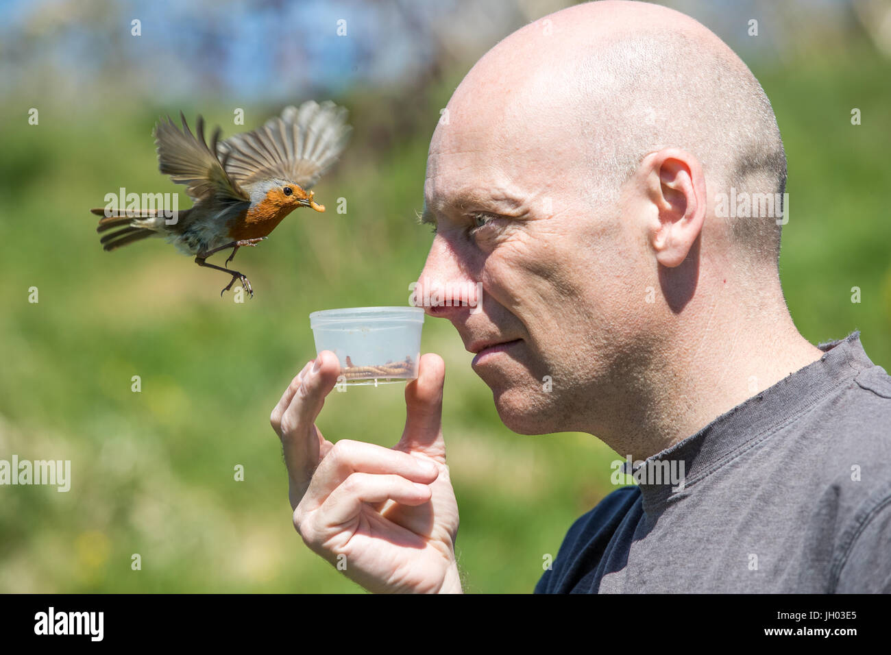 Uomo caucasico detiene il vasetto di mealworms sotto il suo naso per alimentare una wild robin. Foto Stock