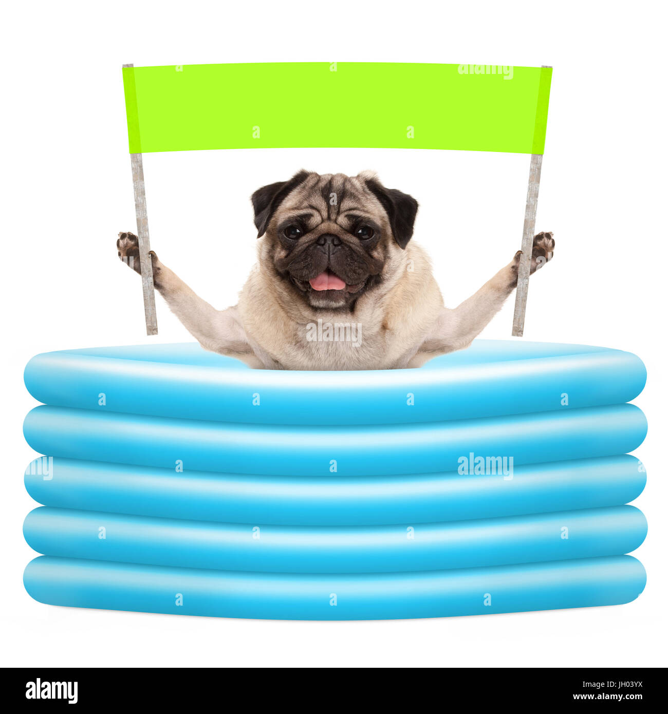 Estate sorridente pug dog con banner verde con il segno in piscina gonfiabile, isolato su sfondo bianco Foto Stock