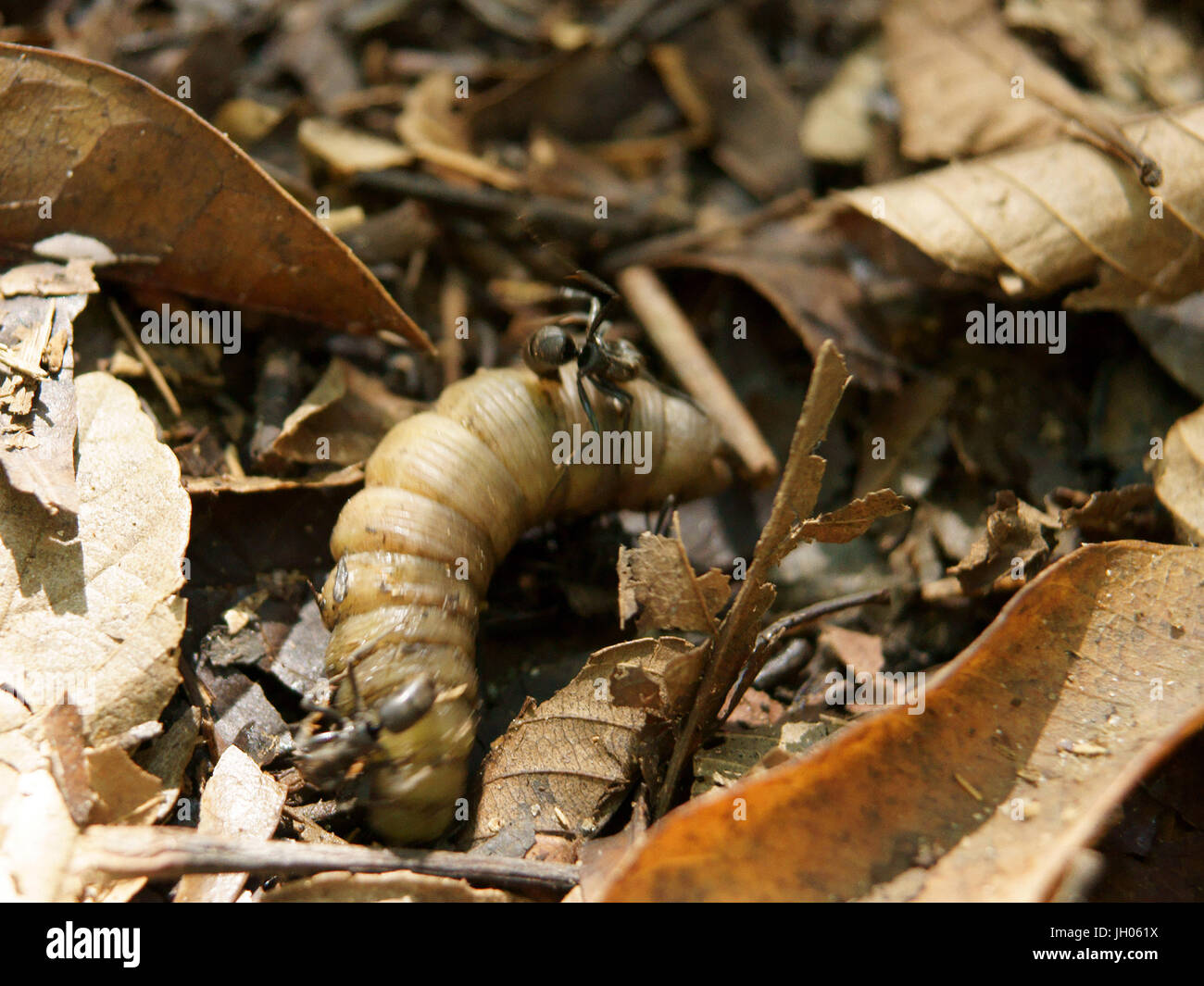 Caterpillar, foglie, Ilha Grande, Rio de Janeiro, Brasile Foto Stock