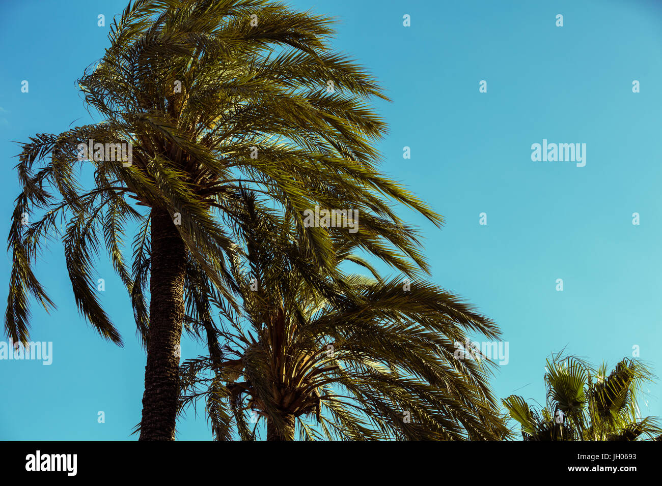 Silhouette di tropic palme contro il cielo al tramonto. Due alberi di palma. Tropico paesaggio serale. Foto Stock