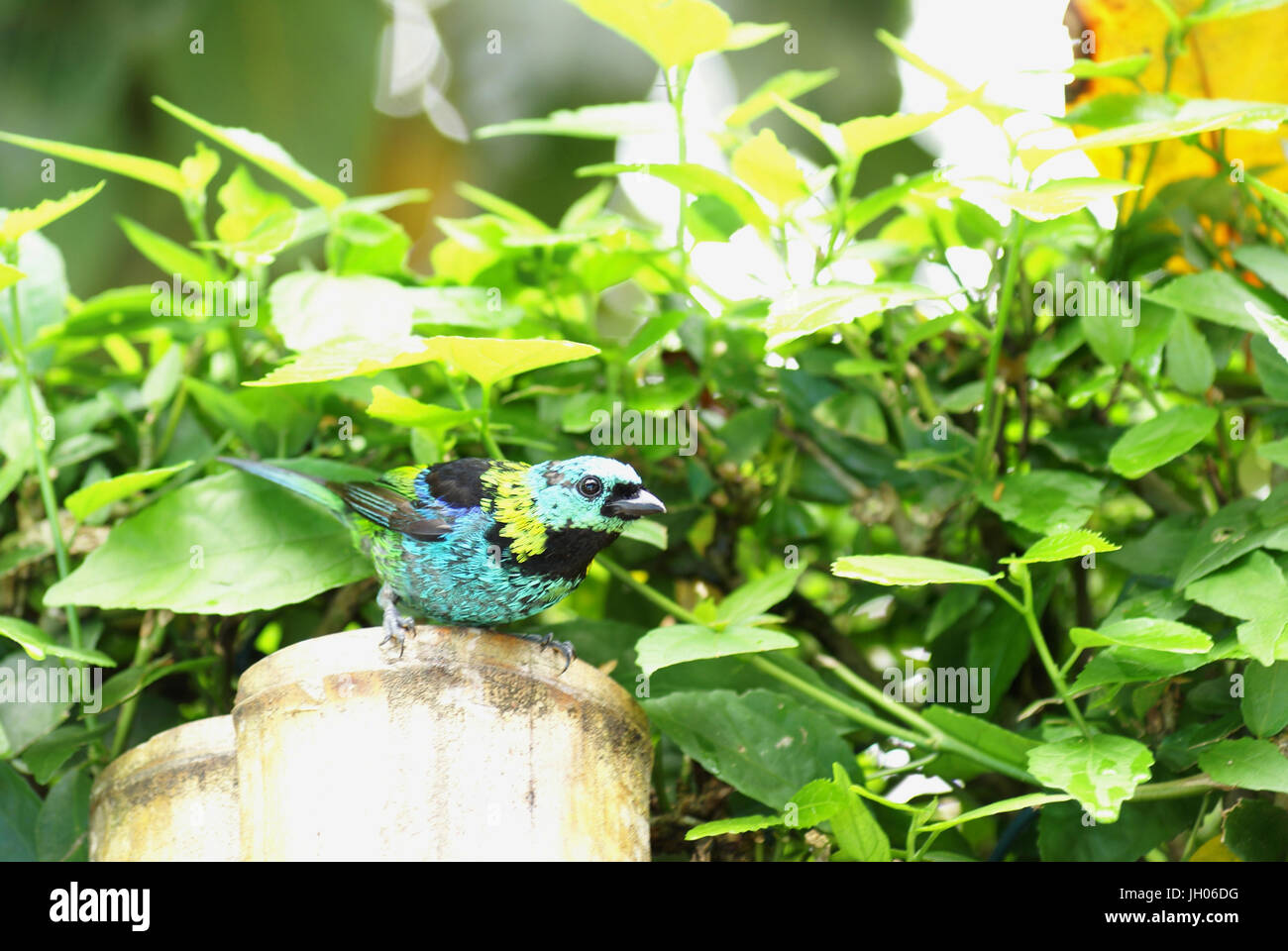 Uccello, sette colori maschio, costa Nord, Camburi, São Paulo, Brasile Foto Stock