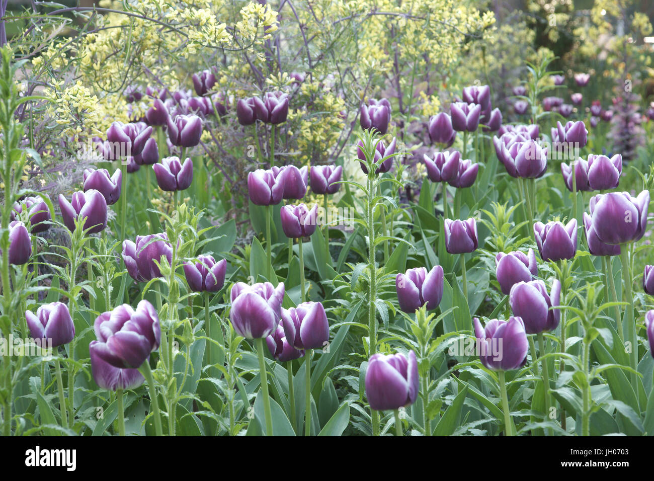 Fiore, tulipani, Parc de la Roquette, in Rue de la Roquette, 11ème arrondissement, (75011), Parigi, Francia Foto Stock