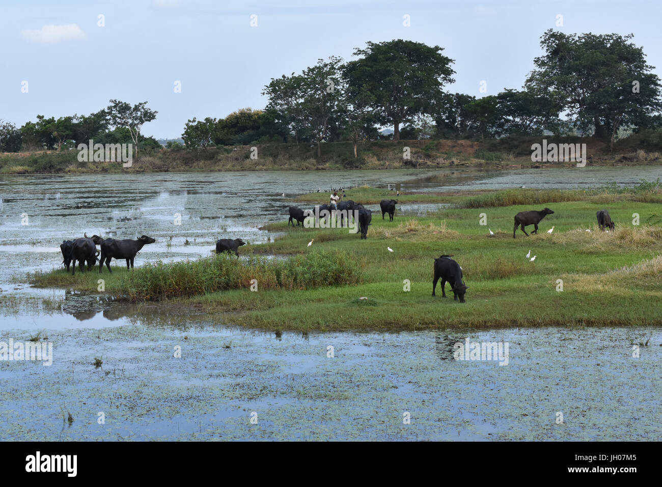 Bufali indiani Foto Stock