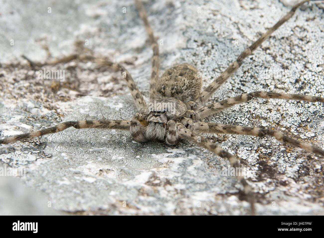 Spider, la natura, la Serra do Mar parco statale, Núcleo Santa Virgínia, São Paulo, Brasile Foto Stock