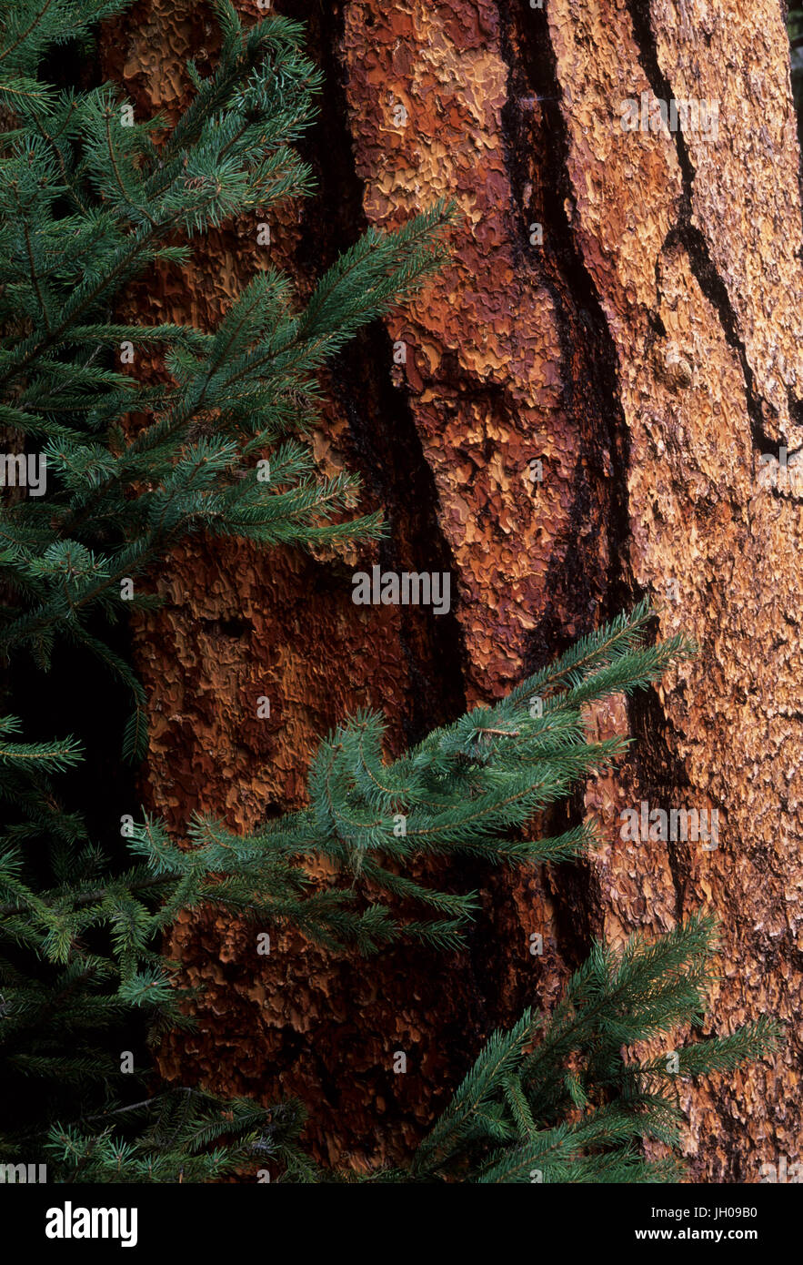 Ponderosa Pine tronco, Wenatchee National Forest, Washington Foto Stock