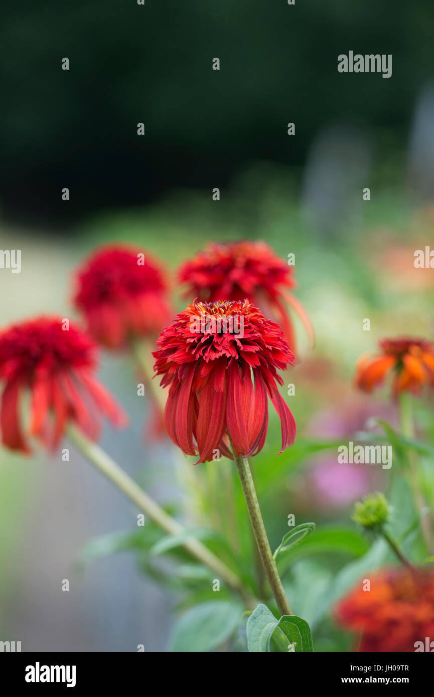 Echinacea 'caldo papaia' Fiore. Coneflower Foto Stock