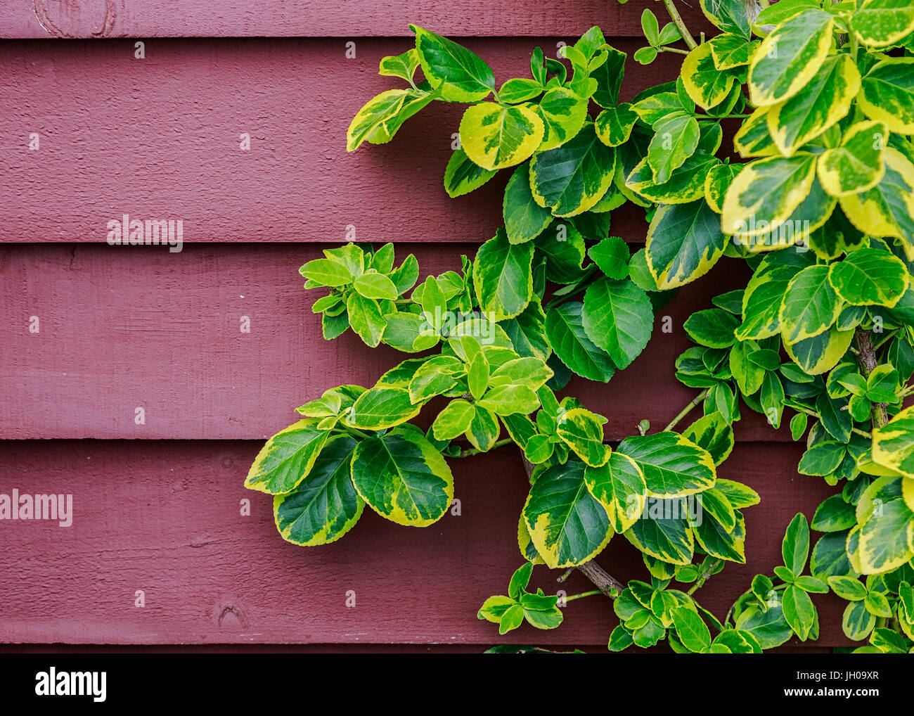Evergreen euonymus salendo su una parete. Foto Stock