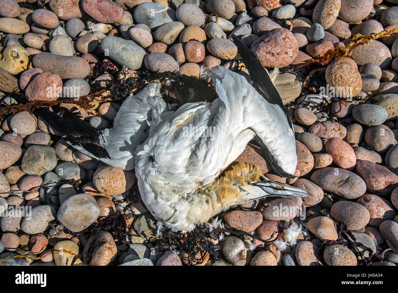 Morto gannett settentrionale (Morus bassanus) si è incagliata sulla spiaggia ghiaiosa Foto Stock
