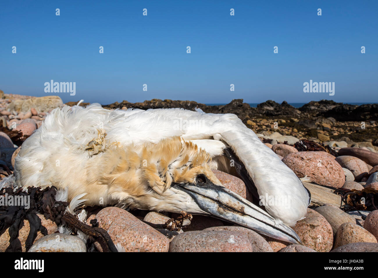 Morto gannett settentrionale (Morus bassanus) si è incagliata sulla spiaggia ghiaiosa Foto Stock