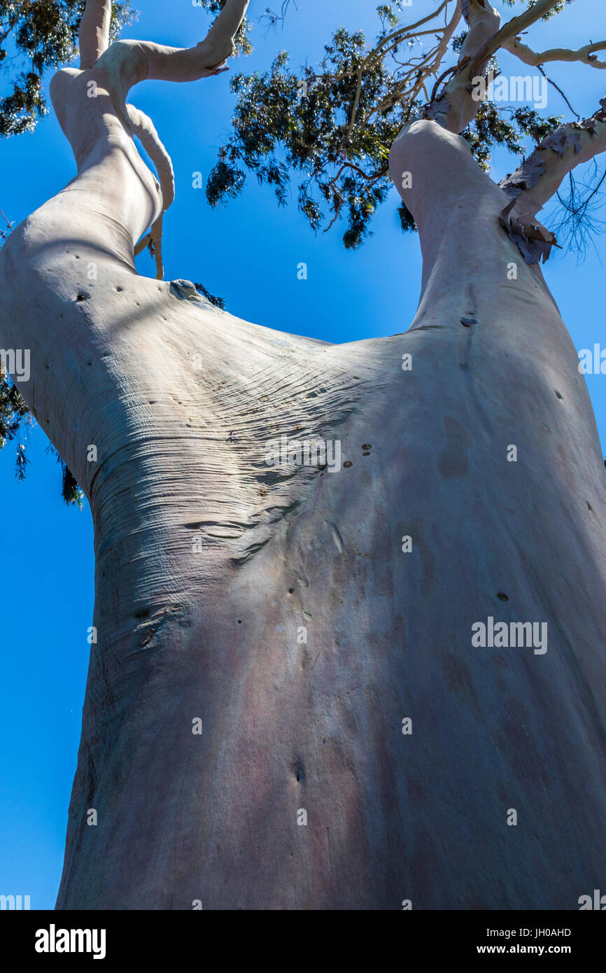 Un albero di eucalipto con arto umano caratteristiche Foto Stock