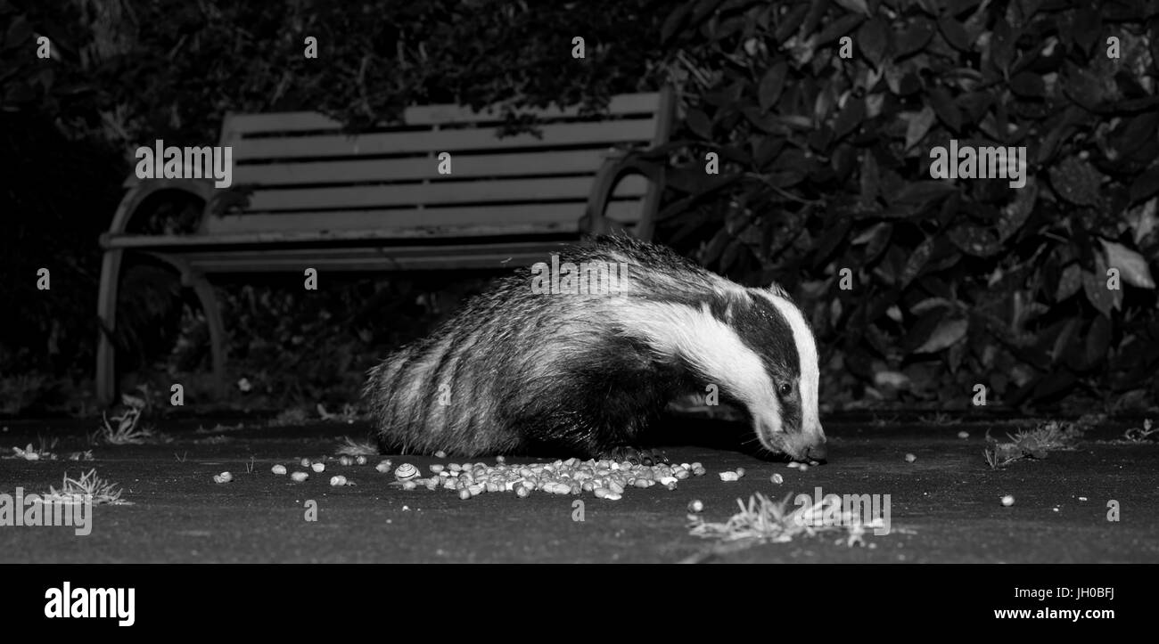 Badger che si nutrono di noci in giardino sub-urbano. Foto Stock