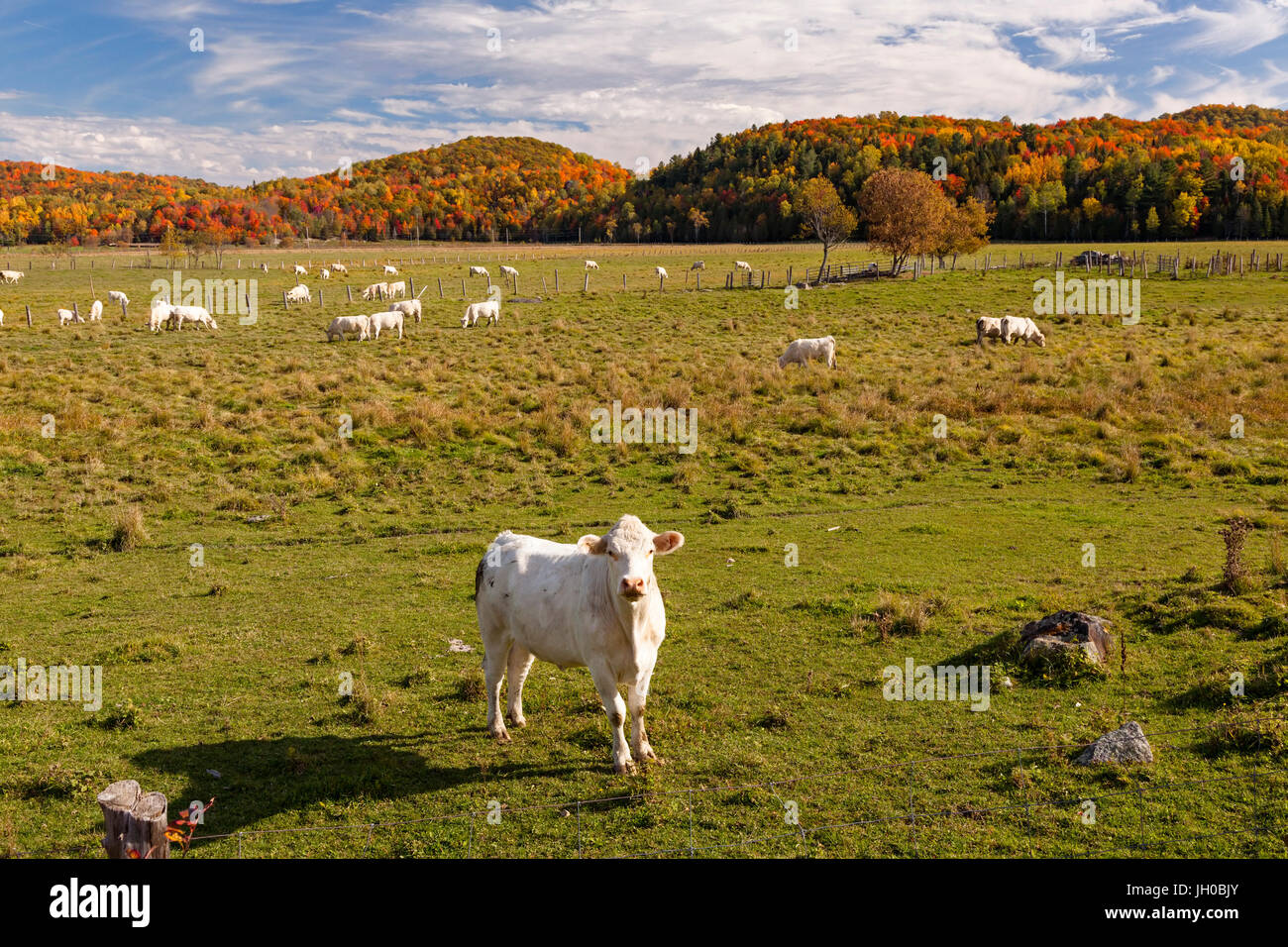 Un lone Charolais vacca (Bos taurus taurus) in primo piano con la mandria di bovini da carne in background il pascolo in un campo durante l'autunno. Foto Stock