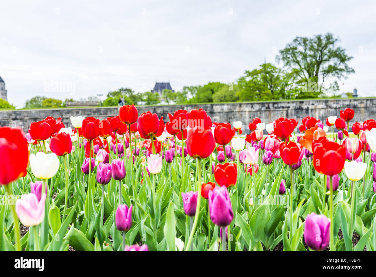 La città di Quebec, Canada - 29 Maggio 2017: Macro closeup di porpora e tulipani rossi in estate da verdi campi in erba steppe nel parco con fortificazioni wa di pietra Foto Stock
