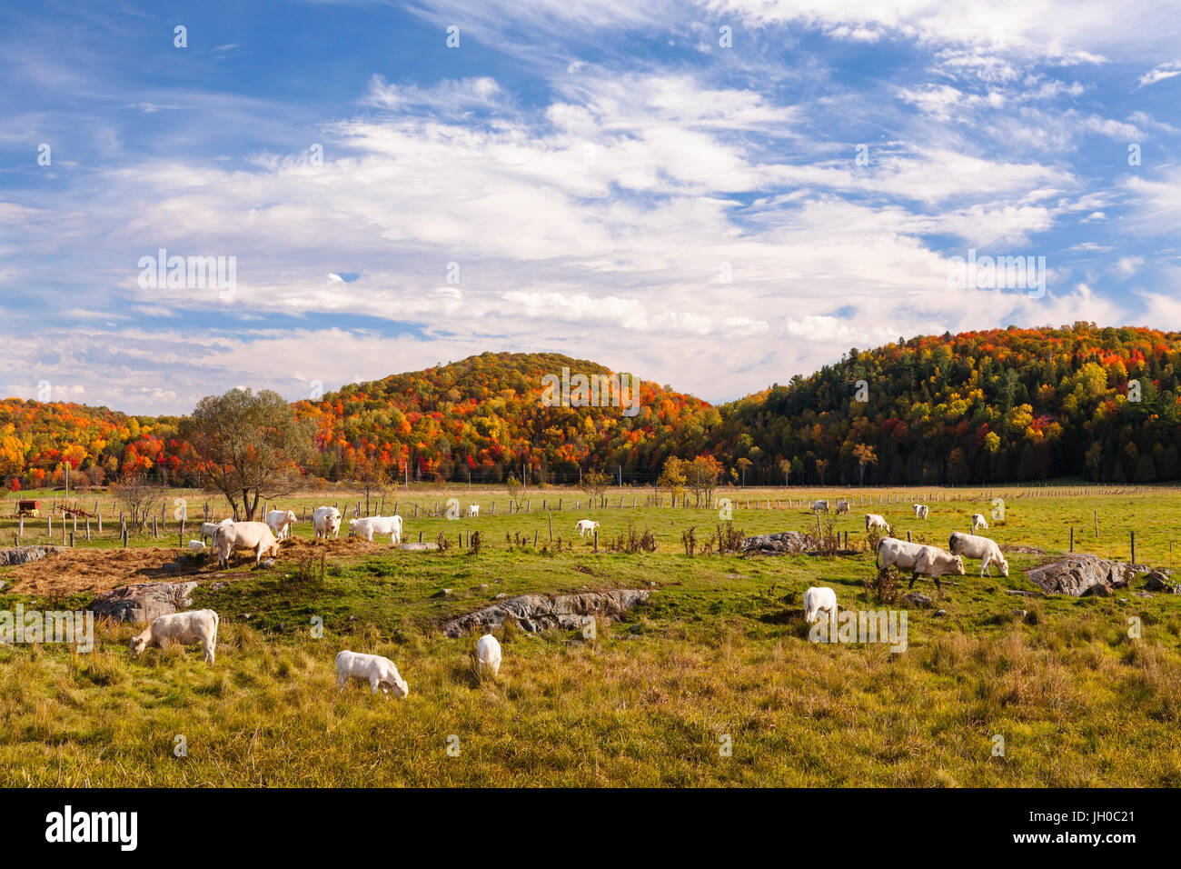 Una mandria di Charolais bovini da carne (Bos taurus taurus) pascolare in un campo durante l'autunno in L'Ange-Gardien, Ouaouais, Quebec, Canada. Foto Stock